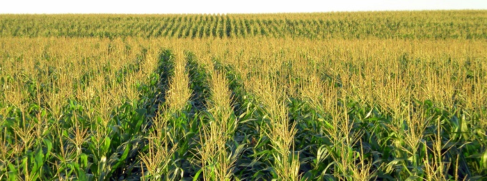 Πρωτοπόροι και ουραγοί των εαρινών σπορών