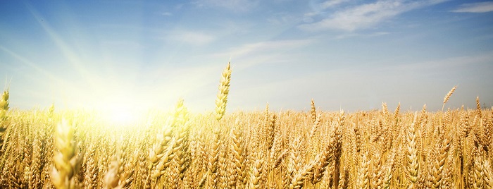 Πρωτοπόροι και ουραγοί των εαρινών σπορών