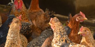 Περ. ΑΜ-Θ: Επικαιροποίηση μέτρων για αποτροπή μόλυνσης από την Γρίπη των Πτηνών