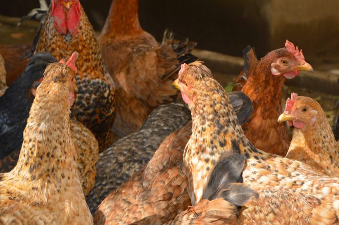 Περ. ΑΜ-Θ: Επικαιροποίηση μέτρων για αποτροπή μόλυνσης από την Γρίπη των Πτηνών