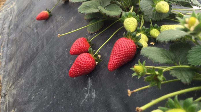 Σε ρεβάνς στην επόμενη συγκομιδή ελπίζουν οι παραγωγοί φράουλας