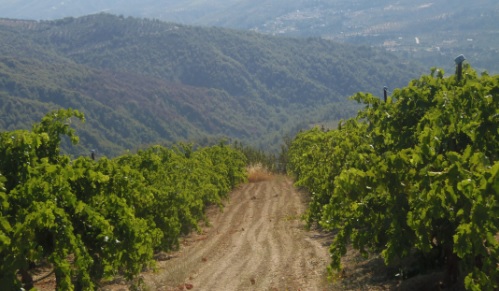 stimagka-korinthias-oi-apozimioseis-argoun-oi-skepseis-gia-to-kostos-paragogis-soultaninas-afxanontai-78393