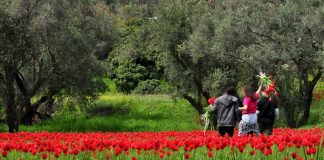 Η συλλογή της τουλίπας: τοπική παράδοση ή απειλή;