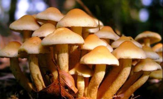 synergasia-tou-tei-thessalias-kai-tou-mouseiou-fysikis-istorias-meteoron-gia-proionta-manitarion-78372