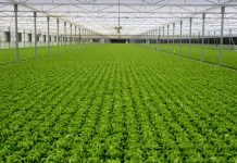 Τα πλεονεκτήματα των καλλιεργειών λαχανικών σε θερμοκήπια - διχτυοκήπια