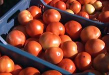 Κατάσχεση και καταστροφή ντομάτας Πολωνίας με υπολείμματα φυτοφαρμάκων