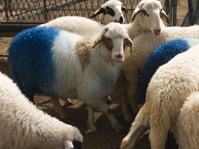 54 πρόβατα βαμμένα λουλακί εκτίθενται στο Γεωπονικό Πανεπιστήμιο
