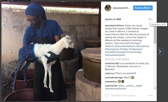 54 πρόβατα βαμμένα λουλακί εκτίθενται στο Γεωπονικό Πανεπιστήμιο