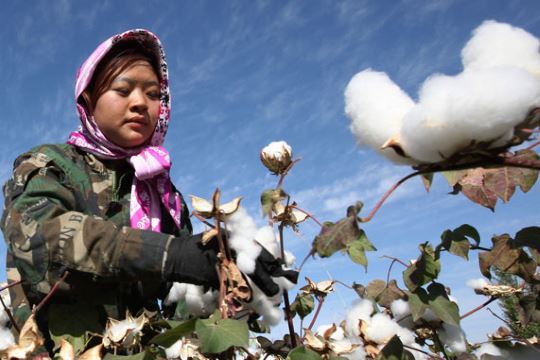 Η νέα αγροτική πολιτική της Κίνας ρυθμιστής για την αγορά βάμβακος