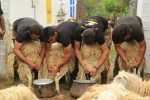 ethimo-eulogia-provaton-asi-gwnia (4)