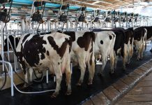 Φρένο στο ράλι του αγελαδινού βάζει η ανάκαμψη της παραγωγής
