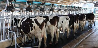 Φρένο στο ράλι του αγελαδινού βάζει η ανάκαμψη της παραγωγής