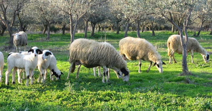 ligotera-ta-ntopia-arnia-to-fetino-pascha-se-kalyteres-times-elpizoun-oi-paragogoi-80842