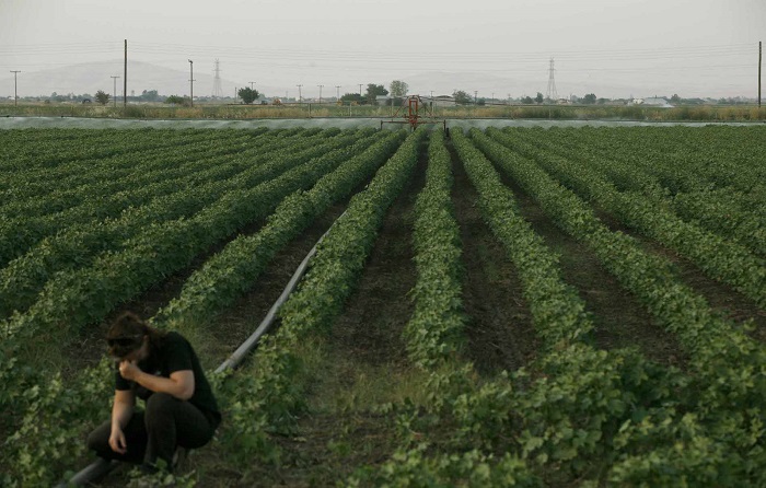 kaiei-kai-tous-agrotes-i-meiosi-tou-aforologitou-apo-to-2020-81626