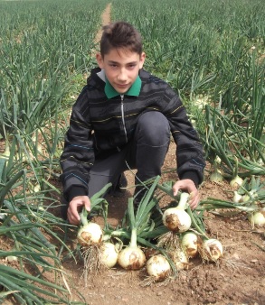 Στερεά Ελλάδα: Στην ώρα του το λευκό κρεμμύδι, καλύπτει το κενό του κόκκινου