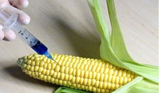 afxithikan-oi-kalliergeies-genetika-tropopoiimenon-85221