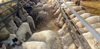 Ο ΣΕΚ στηρίζει τις κινητοποιήσεις των αγρο-κτηνοτρόφων