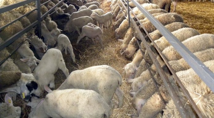 Ο ΣΕΚ στηρίζει τις κινητοποιήσεις των αγρο-κτηνοτρόφων