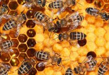 ΟΜΣΕ: Ναι στην πλήρη απαγόρευση των εντομοκτόνων που σκοτώνουν τις μέλισσες