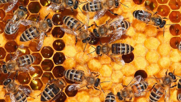 ΟΜΣΕ: Ναι στην πλήρη απαγόρευση των εντομοκτόνων που σκοτώνουν τις μέλισσες