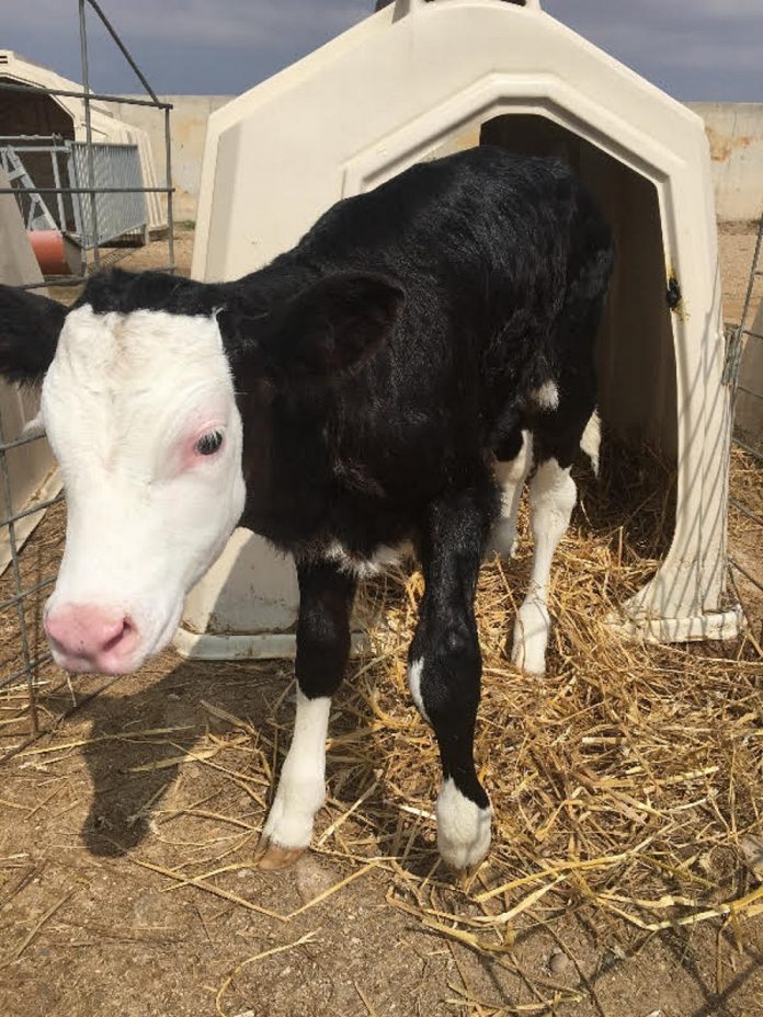 ΕΦΧΕ: Απειλείται η βιωσιμότητα της ελληνικής γαλακτοπαραγωγού Αγελαδοτροφίας – Συνάντηση ΕΦΧΕ με Γ. Τσιρώνη