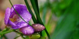 Δρεπτά άνθη: Μόνο η εξωστρέφεια μπορεί να φέρει την ανάπτυξη για τον κλάδο