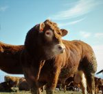 farma-daskalos-tirnavos