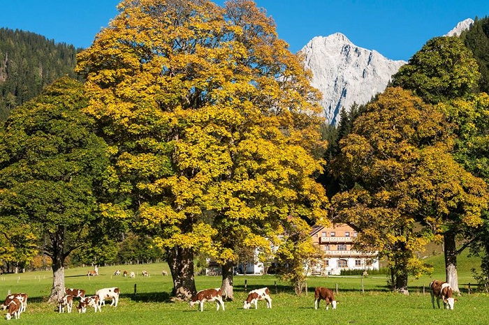 Οι φάρμες της Αυστρίας... στην ελιτ του αγροτουρισμού
