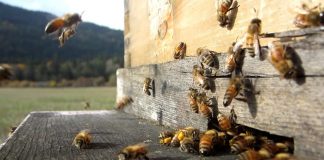 Η πορεία της βιολογικής μελισσοκομίας στην Ευρώπη