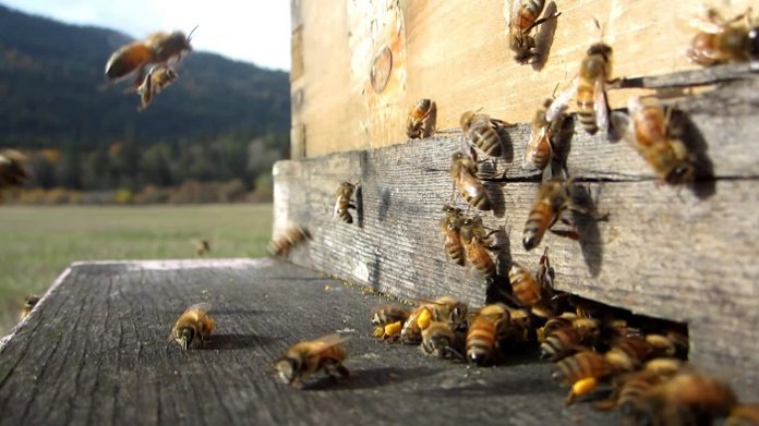 Η πορεία της βιολογικής μελισσοκομίας στην Ευρώπη