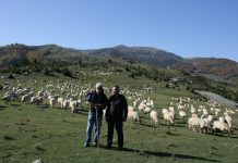 Κτηνοτρόφοι Θεσσαλίας: Αναζητώντας φθηνή και ποιοτική τροφή για τα ζώα τους