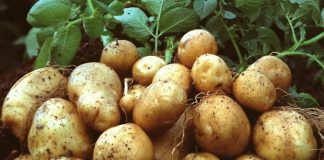Μειωμένη και φέτος η παραγωγή πατάτας στη Μεσσηνία