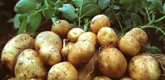 Μειωμένη και φέτος η παραγωγή πατάτας στη Μεσσηνία