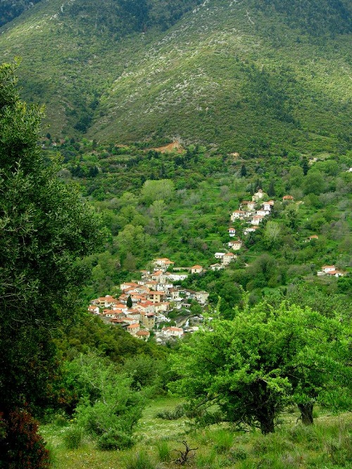 Πλάτανος Κυνουρίας: Όπου ακούς πολλά κεράσια...