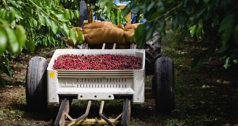 Πλάτανος Κυνουρίας: Όπου ακούς πολλά κεράσια...