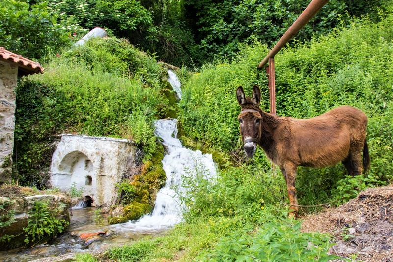 Πλάτανος Κυνουρίας: Όπου ακούς πολλά κεράσια...