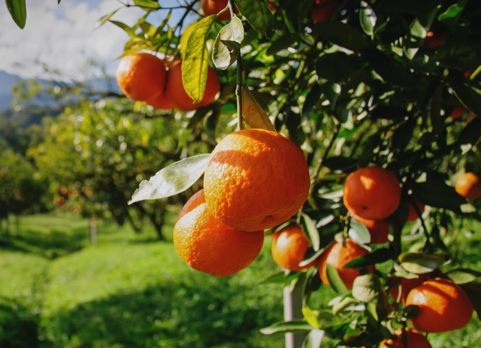 incofruit-hellas-megali-i-piesi-tou-antagonismou-stis-klimentines-85957