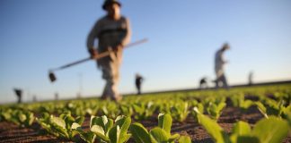 Το Ευρωπαϊκό Κοινοβούλιο προτείνει λύσεις για τη συγκέντρωση της αγροτικής γης