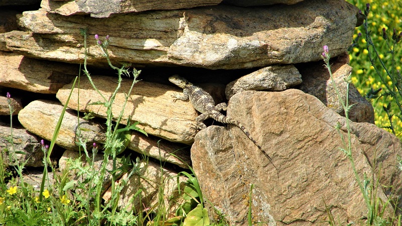 Ξερολιθιά: Η αθάνατη τέχνη της πέτρας