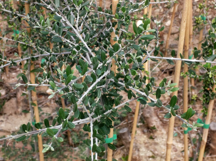 stin-paragogi-agrielaiou-strefontai-sti-fthiotida-87423