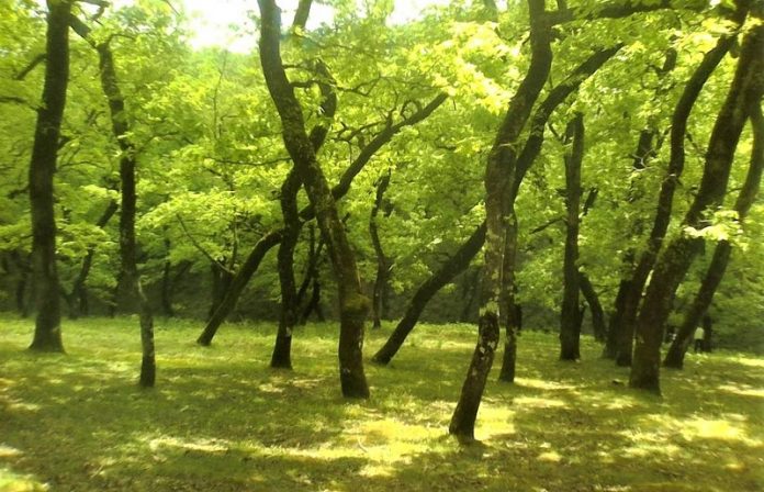 akinitopoiimena oximata dasarxeiou amaliadas pyrgou logo eleipsis kaysimon Ακινητοποιημένα τα οχήματα του δασαρχείου Αμαλιάδας και Πύργου λόγω έλλειψης καυσίμων