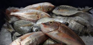 Κατάσχεση ακατάλληλων αλιευμάτων στην ιχθυόσκαλα Κερατσινίου