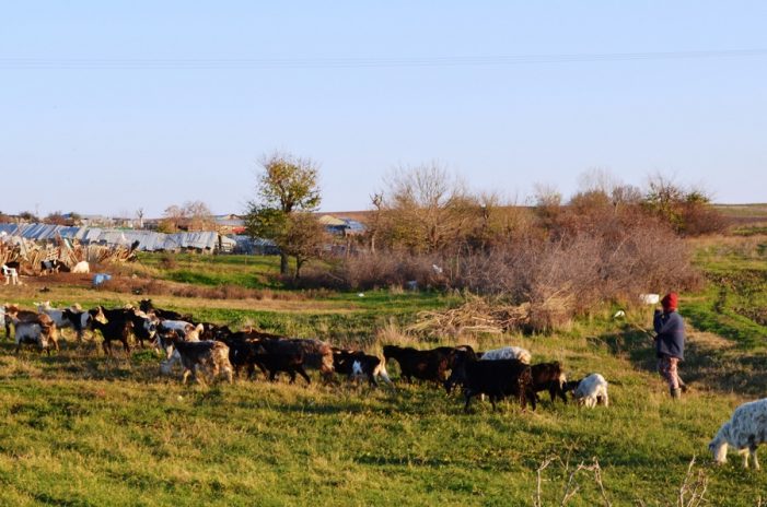 agonia-ktinotrofon-gia-tin-paschalini-agora-89130
