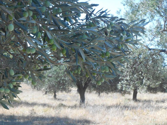 anazopyronei-ti-syzitisi-gia-to-mellon-ton-elaionon-o-prothypourgos-tis-tourkias-89084