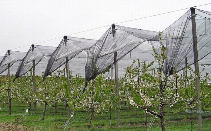 Την ένταξη νέων καλλιεργειών στο μέτρο για τα αντιχαλαζικά εξετάζει το ΥΠΑΑΤ Την ένταξη νέων καλλιεργειών στο μέτρο για τα αντιχαλαζικά εξετάζει το ΥΠΑΑΤ