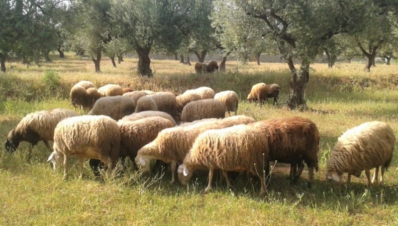 f-arabatzi-grafeiokratikos-kykeonas-gia-ta-noikia-sta-voskotopia-88295