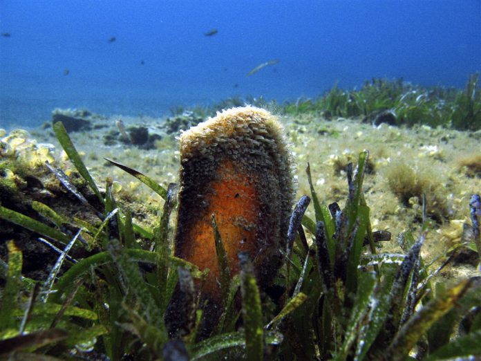 evros-arsi-metron-apagorefsis-alieias-gia-zonta-dithyra-malakia-88804