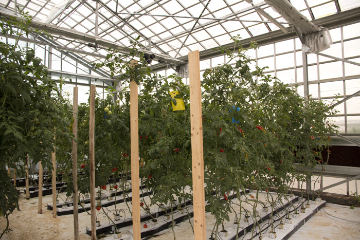 «έξυπνο και ενεργειακά αυτόνομο θερμοκήπιο»