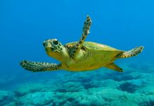 H Κρήτη υποδέχτηκε την 1η φωλιά θαλάσσιων χελωνών του 2017