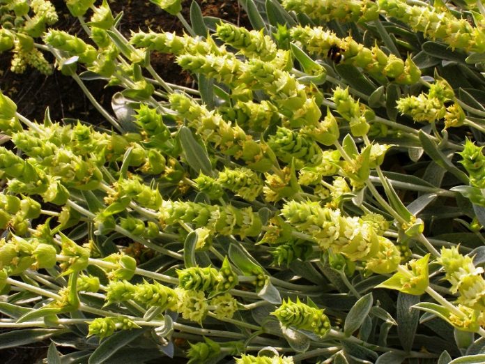 kalliergeia tsai olympou apotelei nea agrotiki epixeirimatiki drastiriotita xamilo kostos1 Η καλλιέργεια του Τσάι Ολύμπου αποτελεί μια νέα αγροτική επιχειρηματική δραστηριότητα με χαμηλό ρίσκο